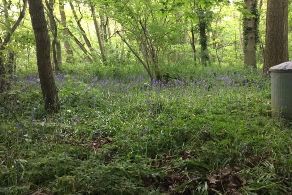 Magical Forest Yurt Sturry Luaran gambar